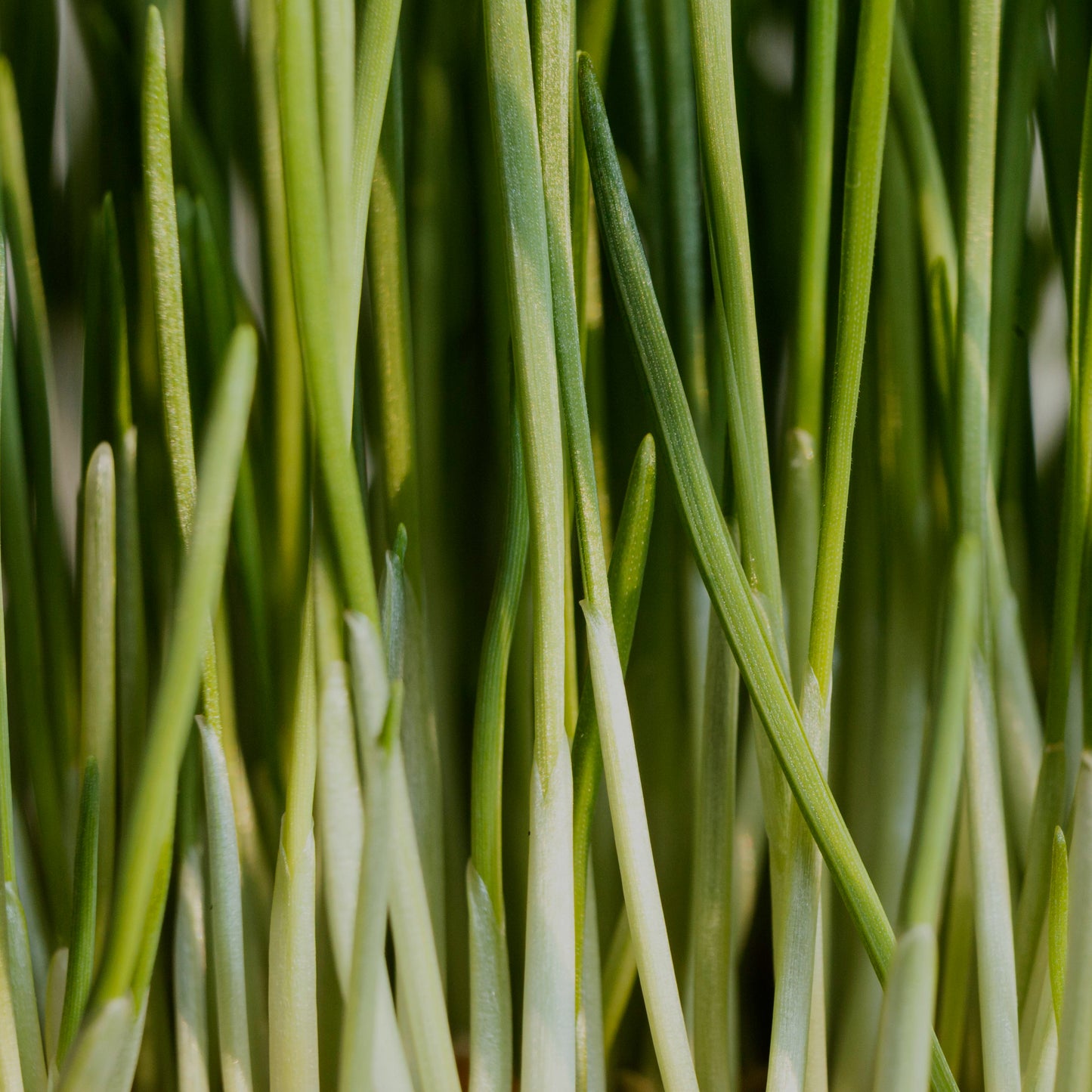 Lemongrass Essential Oil