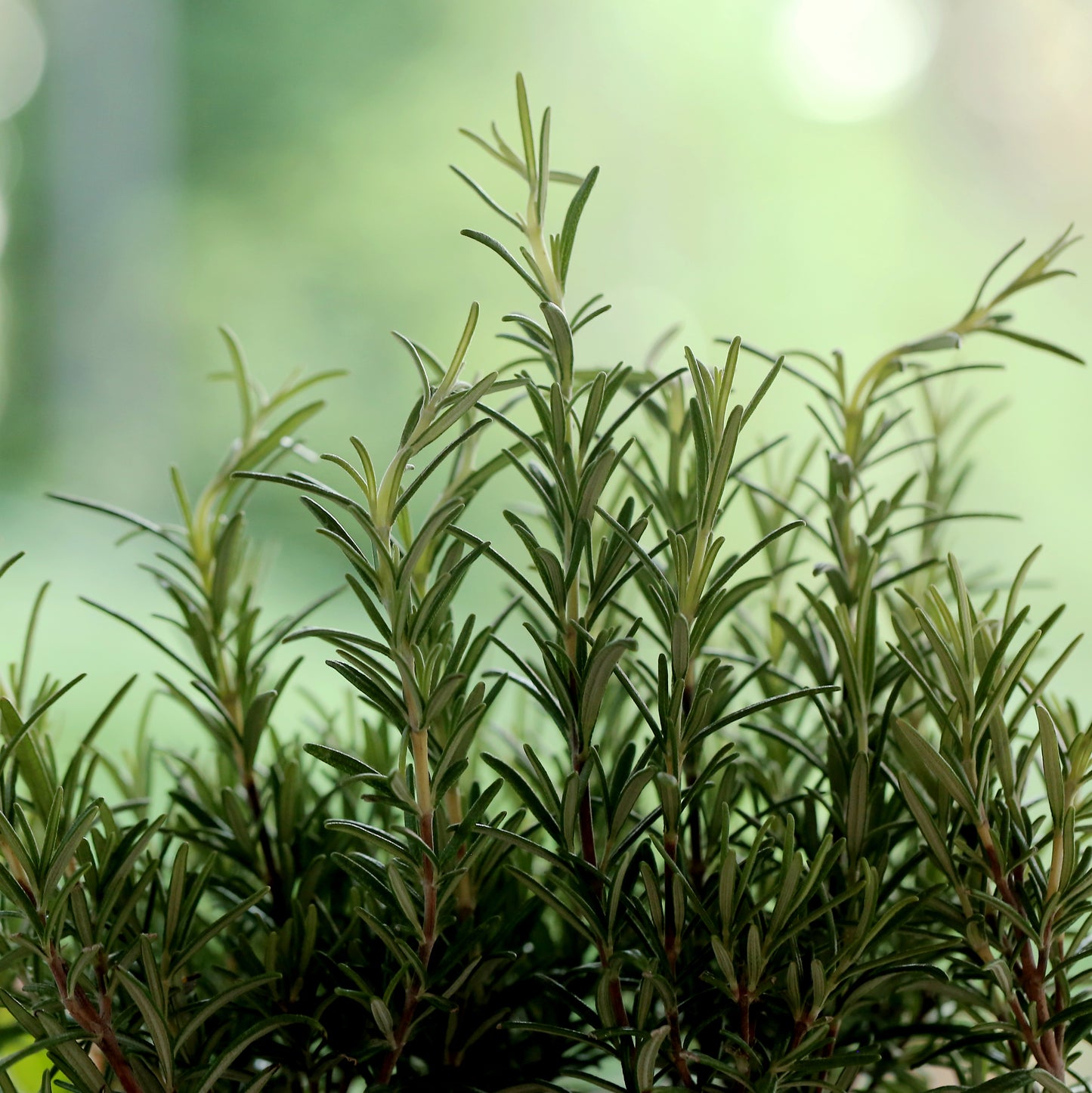Rosemary Essential Oil